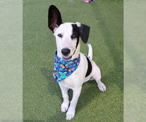 Mutt Dogs for adoption in Rockaway, NJ, USA