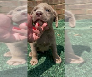 Labrador Retriever Puppy for sale in OSYKA, MS, USA