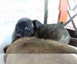 Small Photo #1 German Shepherd Dog Puppy For Sale in Tulsa, OK, USA