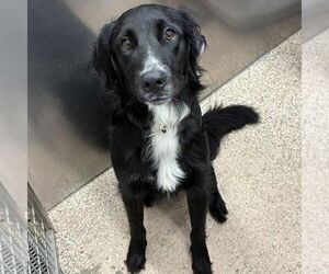 Mutt Dogs for adoption in Martinsburg, WV, USA