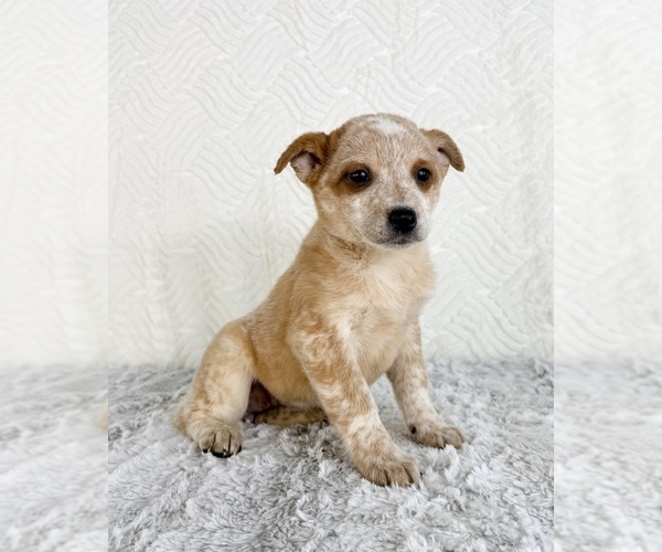 Medium Photo #2 Australian Cattle Dog Puppy For Sale in GREENFIELD, IN, USA