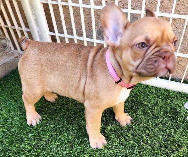 Medium Photo #22 French Bulldog Puppy For Sale in LAS VEGAS, NV, USA