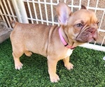 Small #21 French Bulldog