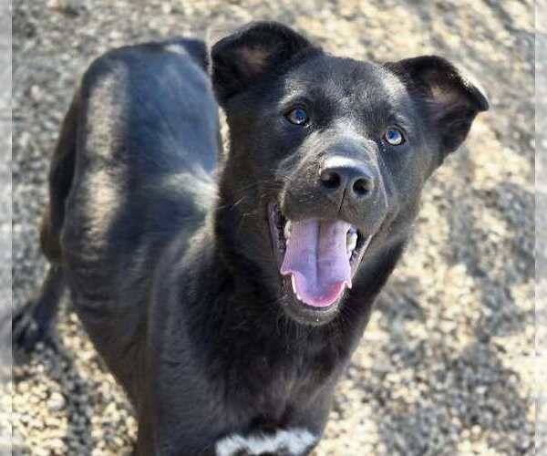 Medium Photo #3 Feist Terrier-Unknown Mix Puppy For Sale in Anniston, AL, USA