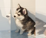 Small Photo #14 Pomsky Puppy For Sale in RAMONA, CA, USA