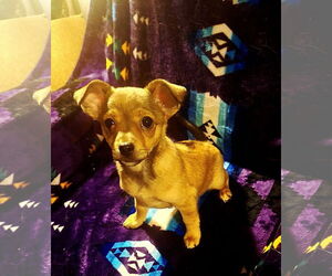 Chihuahua-Unknown Mix Dogs for adoption in Colorado Springs, CO, USA