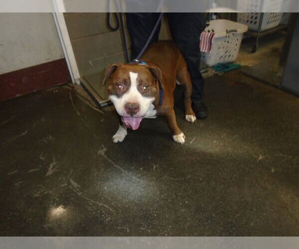 Medium Photo #1 American Pit Bull Terrier-Unknown Mix Puppy For Sale in Downey, CA, USA