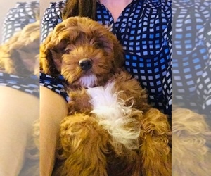 Cavapoo Puppy for sale in MANHATTAN, NY, USA