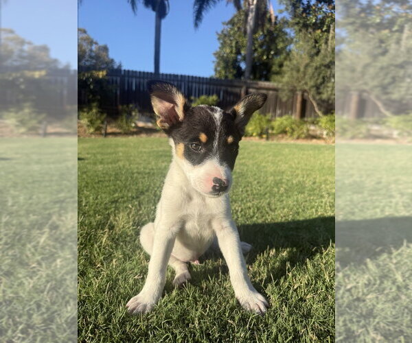 Medium Photo #7 German Shepherd Dog-Unknown Mix Puppy For Sale in Dana Point, CA, USA