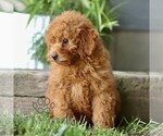Small #1 Cavapoo (Miniature)