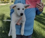 Small Photo #9 German Shepherd Dog Puppy For Sale in TONOPAH, NV, USA
