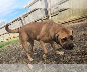 Presley - Female Mastiff-Unknown Mix Dog for Adoption - Photo #4