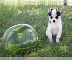 Pomsky Puppy for sale in KANSAS CITY, MO, USA