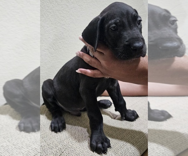 Medium Photo #3 Great Dane Puppy For Sale in FORNEY, TX, USA