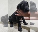 Small Photo #3 Great Dane Puppy For Sale in FORNEY, TX, USA