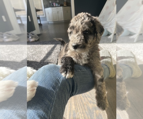Medium Photo #4 Sheepadoodle Puppy For Sale in NEW BALTIMORE, MI, USA