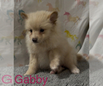 Small #1 Pomeranian