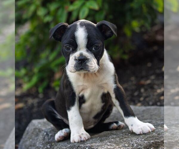 Medium Photo #5 Boston Terrier Puppy For Sale in MANHEIM, PA, USA