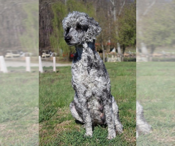 Medium Photo #1 Poodle (Standard) Puppy For Sale in COOKEVILLE, TN, USA