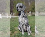 Small Photo #1 Poodle (Standard) Puppy For Sale in COOKEVILLE, TN, USA