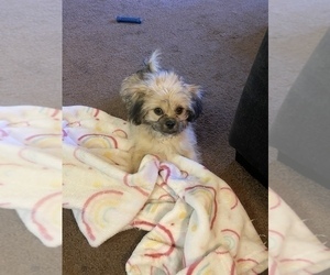 Peka-A-West-Poodle (Miniature) Mix Puppy for sale in TEMPE, AZ, USA