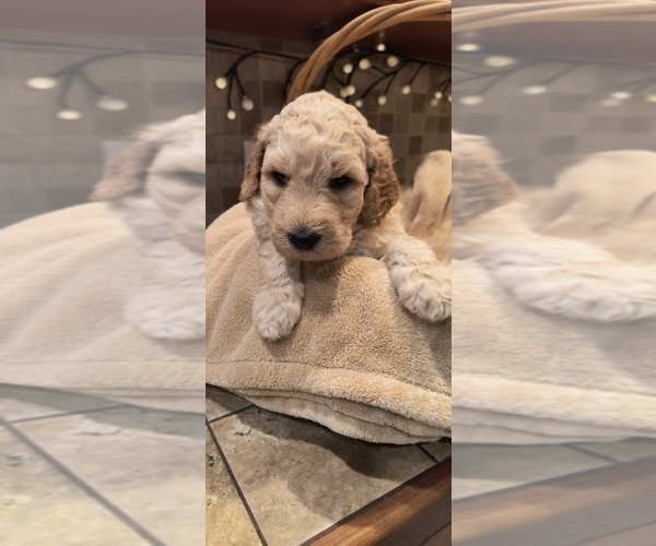 Medium Photo #3 Goldendoodle Puppy For Sale in HOUSEVILLE, NY, USA