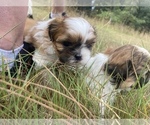 Small Photo #56 Shih Tzu Puppy For Sale in VENETA, OR, USA