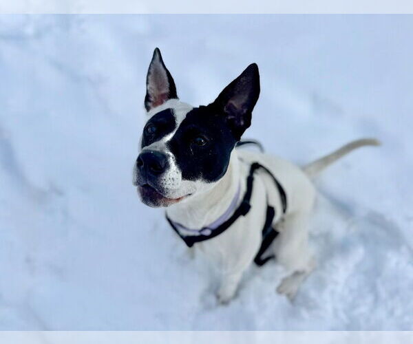 Medium Photo #18 Mutt Puppy For Sale in Gloversville, NY, USA