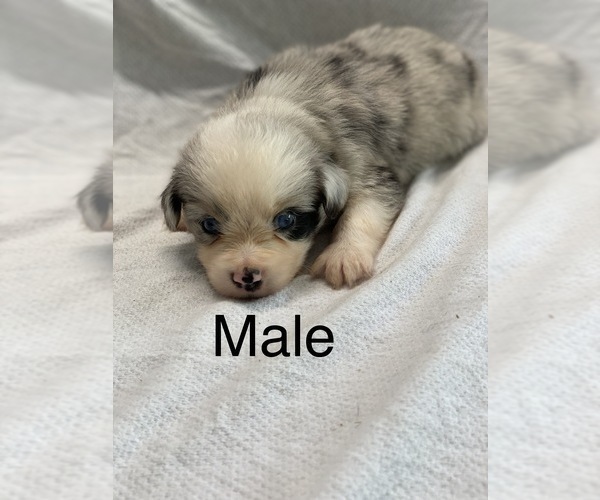 Medium Photo #7 Miniature Australian Shepherd Puppy For Sale in HOULKA, MS, USA