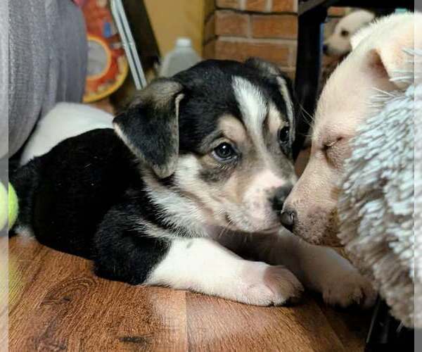 Medium Photo #1 Siberian Husky-Unknown Mix Puppy For Sale in Plainfield, IL, USA