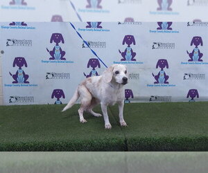 Beagle Dogs for adoption in Orlando, FL, USA