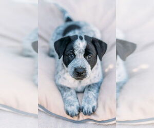 Labrador Retriever-Unknown Mix Dogs for adoption in Dana Point, CA, USA