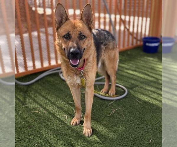 Medium Photo #1 German Shepherd Dog-Unknown Mix Puppy For Sale in Las Vegas, NV, USA