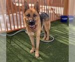 Small German Shepherd Dog Mix