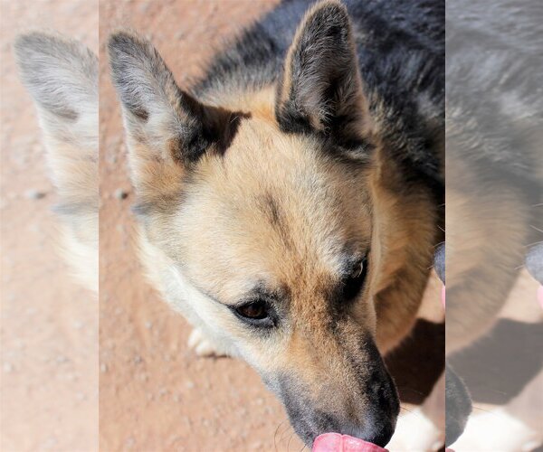 Medium Photo #4 German Shepherd Dog-Unknown Mix Puppy For Sale in Cedar Crest, NM, USA
