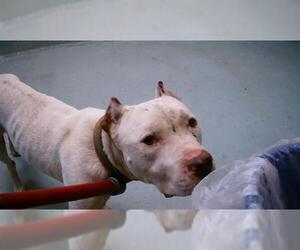 American Pit Bull Terrier Dogs for adoption in Tulsa, OK, USA