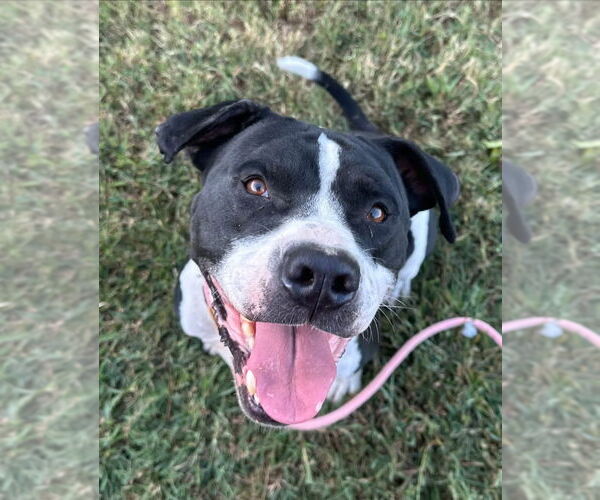 Medium Photo #3 Mutt Puppy For Sale in Evansville, IN, USA