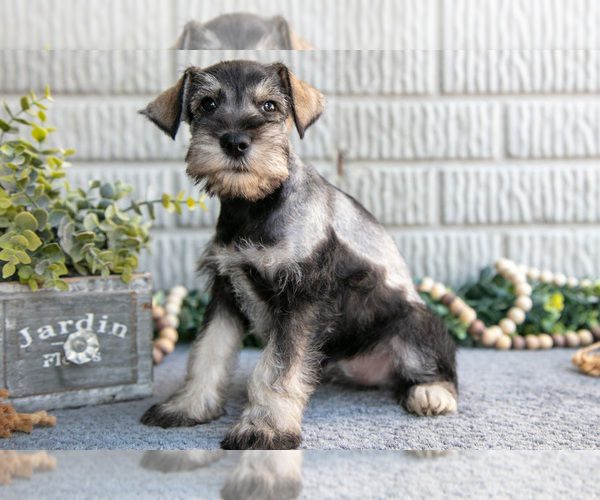 Medium Photo #3 Schnauzer (Miniature) Puppy For Sale in BALTIC, OH, USA