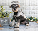 Small #1 Schnauzer (Miniature)
