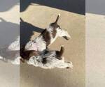 Small Photo #7 German Shorthaired Pointer-Poodle (Standard) Mix Puppy For Sale in AZUSA, CA, USA