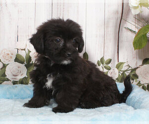 Shorkie Tzu Puppy for sale in PENNS CREEK, PA, USA