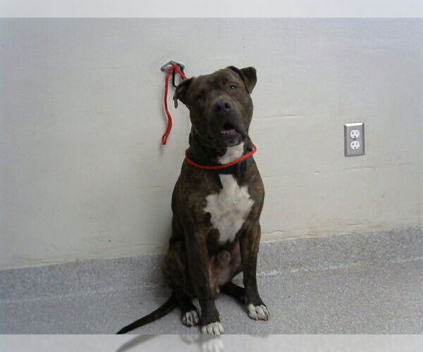 Medium Photo #1 American Pit Bull Terrier-Unknown Mix Puppy For Sale in Pasadena, TX, USA