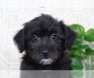 Yo-Chon Puppy for sale in EL CAJON, CA, USA