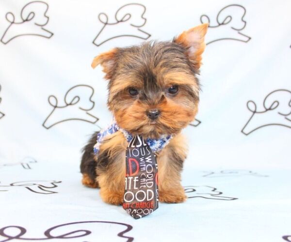 Medium Photo #36 Yorkshire Terrier Puppy For Sale in LAS VEGAS, NV, USA