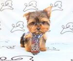 Small Photo #36 Yorkshire Terrier Puppy For Sale in LAS VEGAS, NV, USA