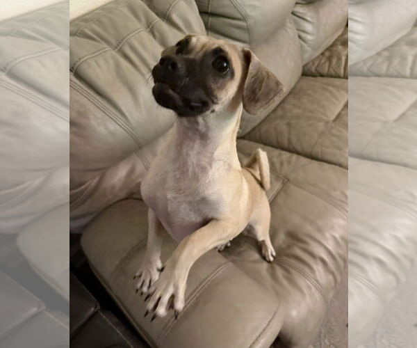 Medium Photo #2 Puggle Puppy For Sale in Virginia Beach, VA, USA