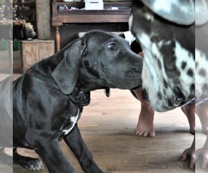 Great Dane Puppy for sale in BANGOR, WI, USA