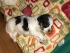 Small Photo #6 Havanese Puppy For Sale in TEANECK, NJ, USA