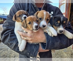 Jack Russell Terrier Litter for sale in REDFIELD, KS, USA