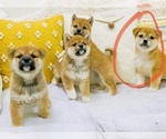 Small Photo #4 Shiba Inu Puppy For Sale in FREMONT, CA, USA